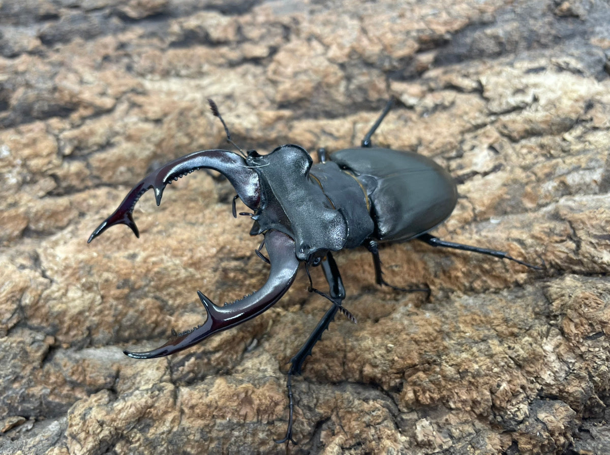 アクベシアヌスミヤマクワガタ