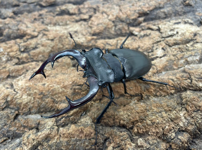 アクベシアヌスミヤマクワガタ