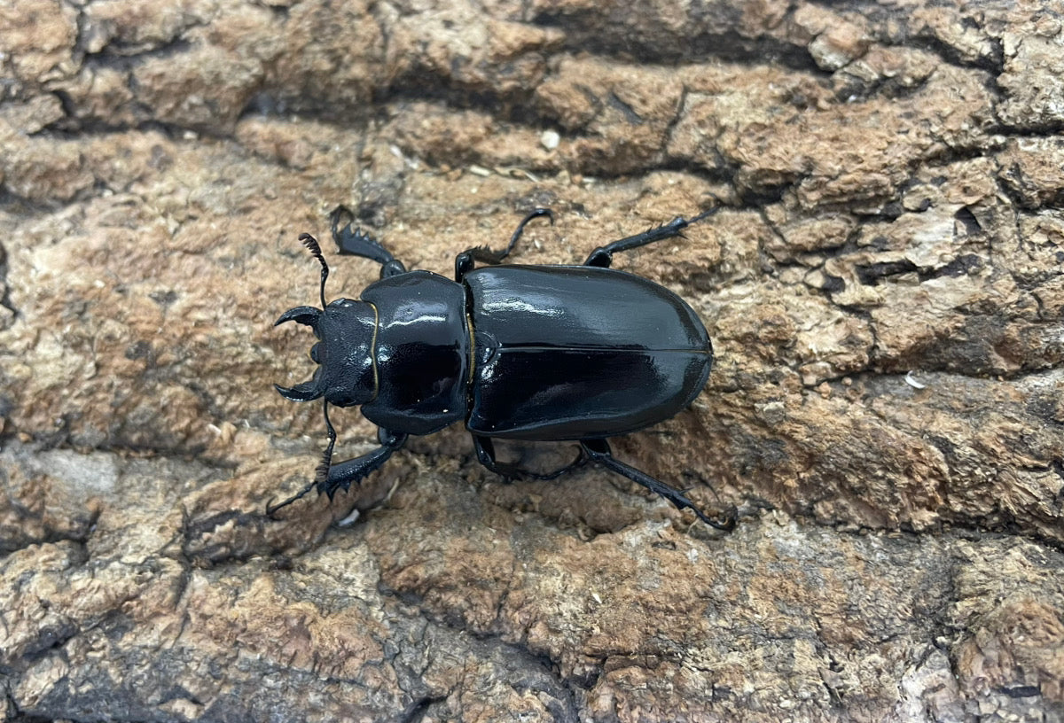 アクベシアヌスミヤマクワガタ