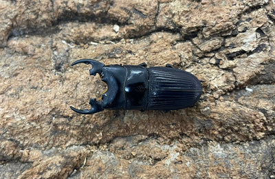 プラティオドンネブトクワガタ