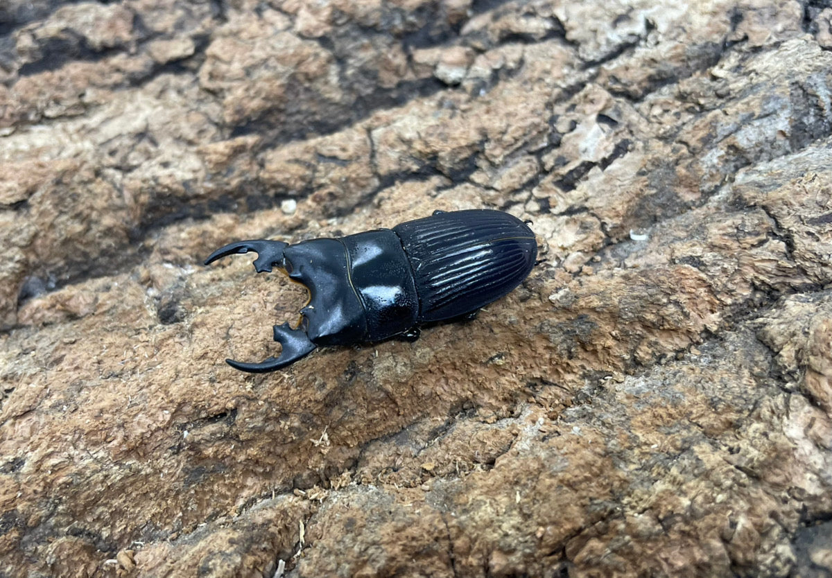 プラティオドンネブトクワガタ