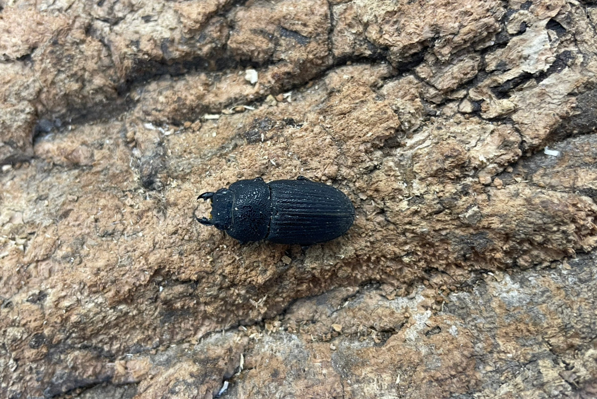 プラティオドンネブトクワガタ