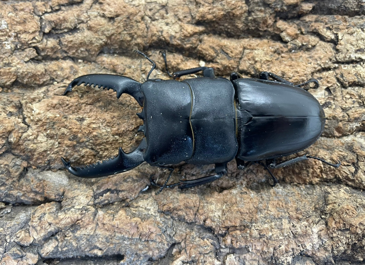 パラワンオオヒラタクワガタ