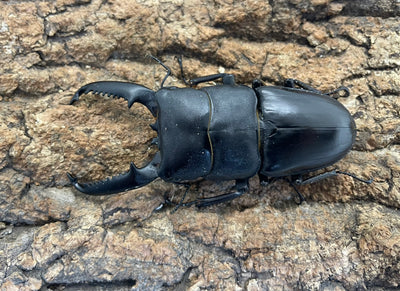 パラワンオオヒラタクワガタ