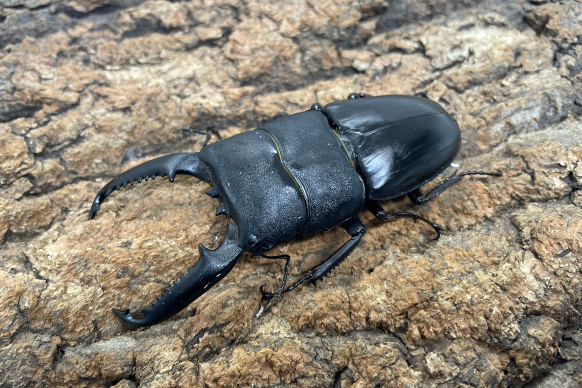 パラワンオオヒラタクワガタ