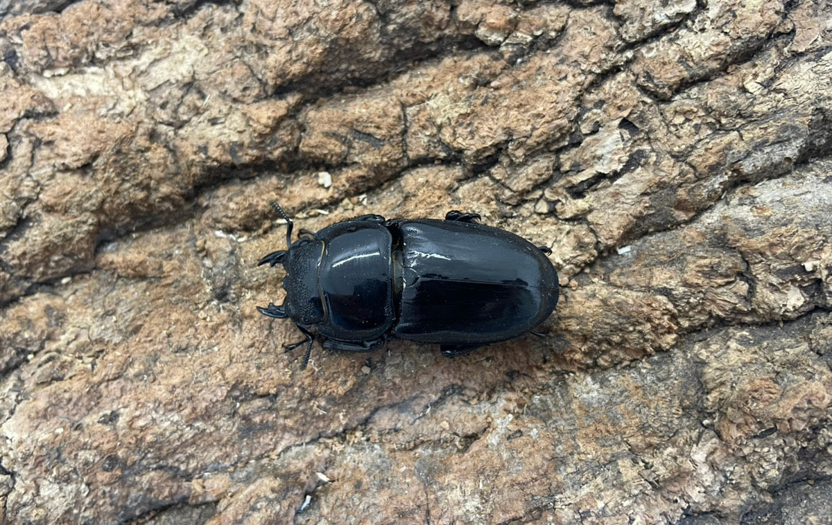 パラワンオオヒラタクワガタ