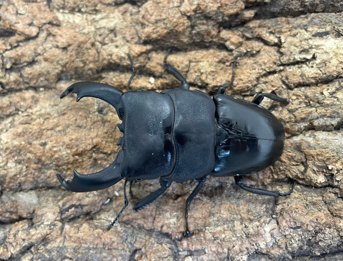 テイオウヒラタクワガタ