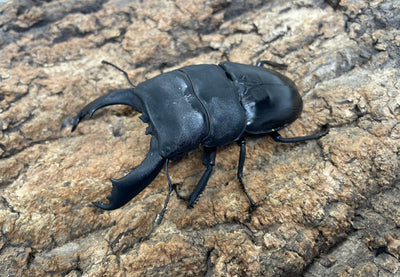 テイオウヒラタクワガタ