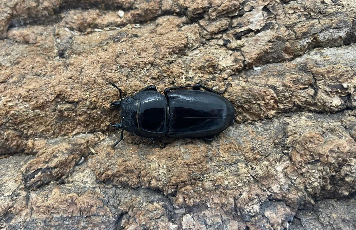 テイオウヒラタクワガタ