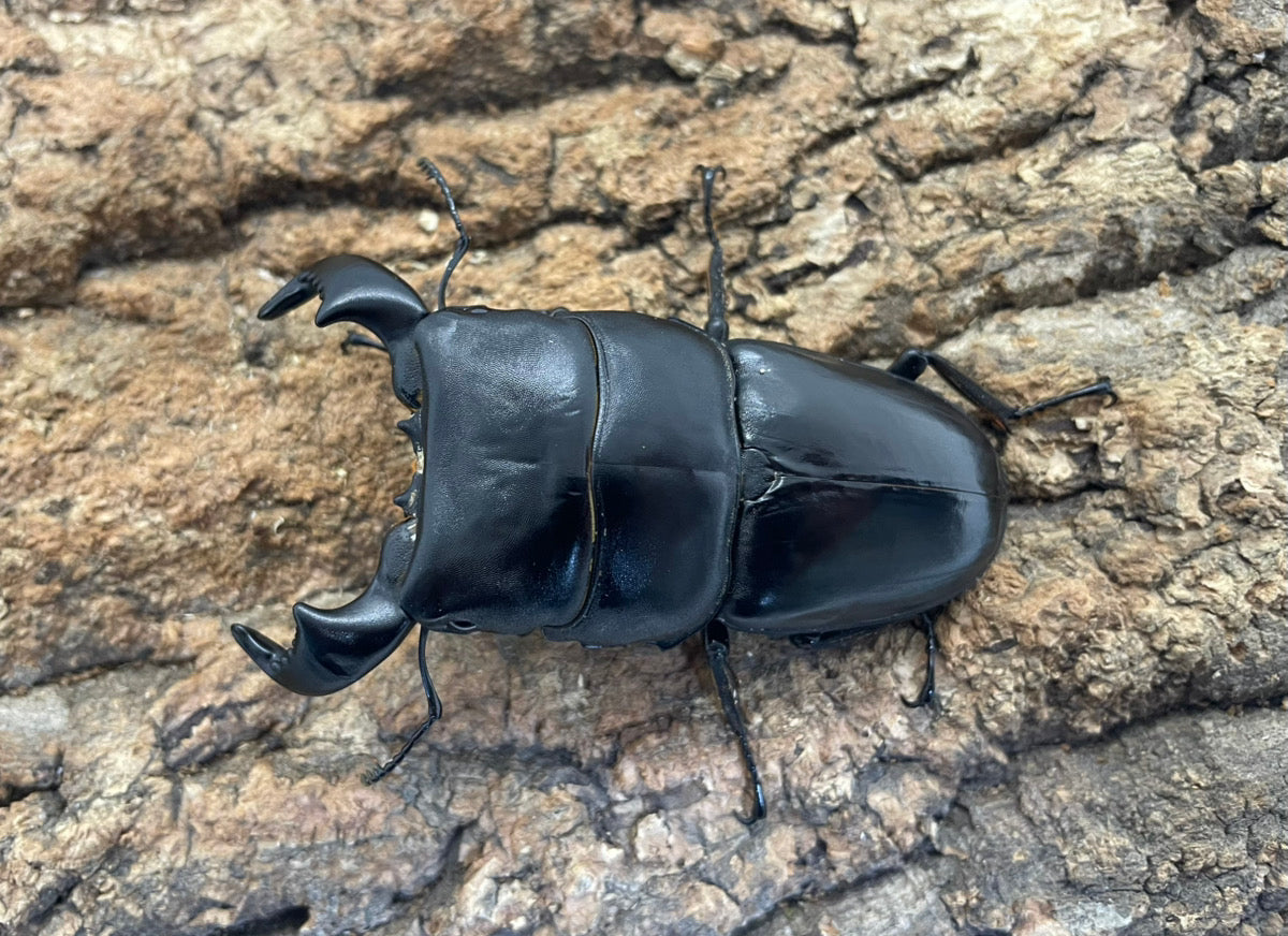 ダイオウヒラタクワガタ