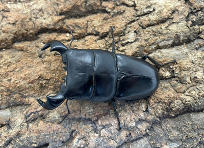 ダイオウヒラタクワガタ