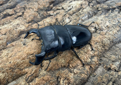 ダイオウヒラタクワガタ