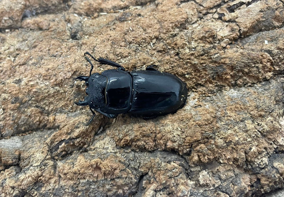 ダイオウヒラタクワガタ