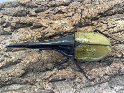 DH.ヘラクレスオオカブト