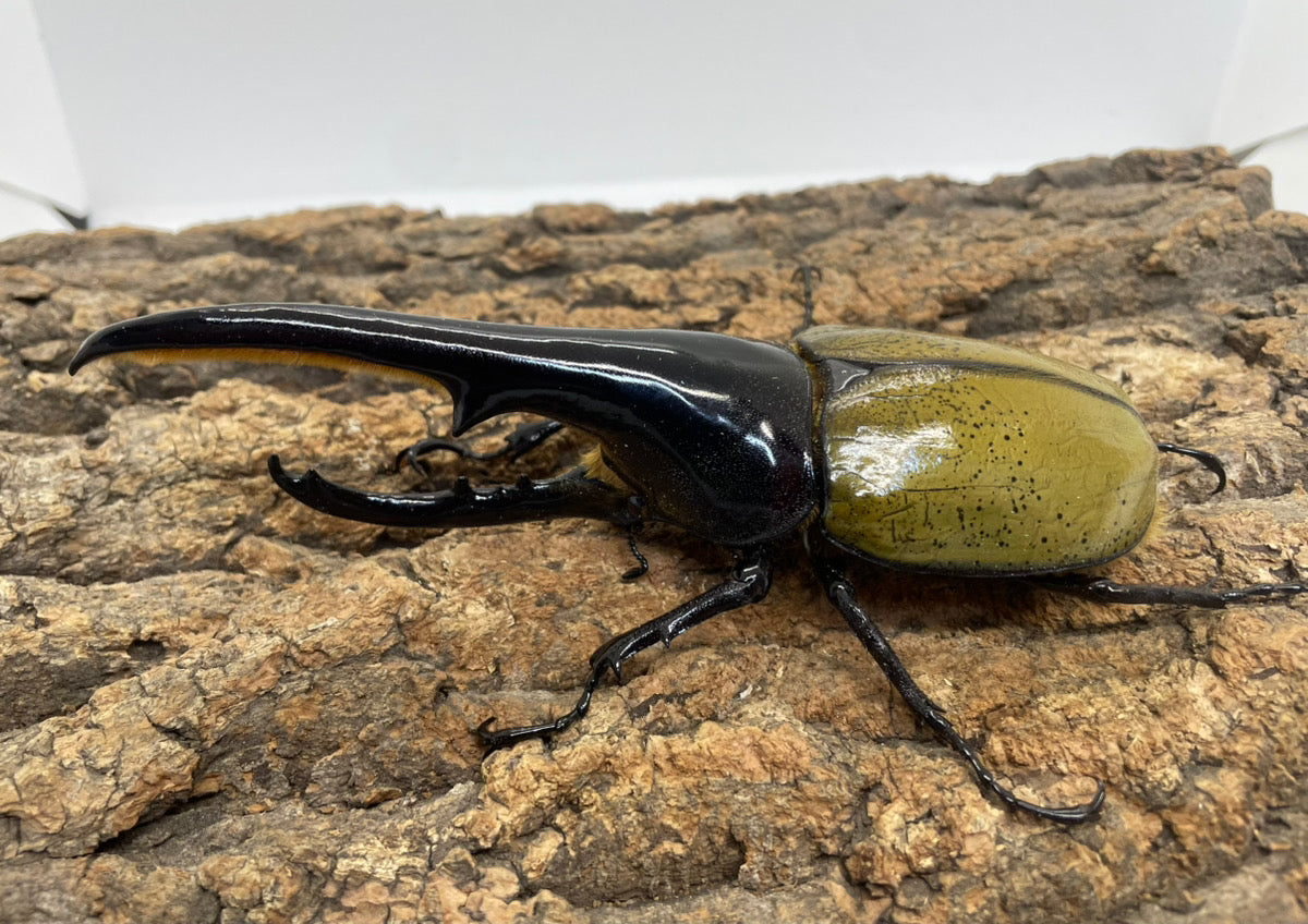 DH.ヘラクレスオオカブト