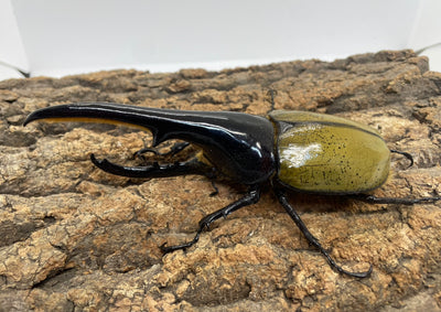 DH.ヘラクレスオオカブト