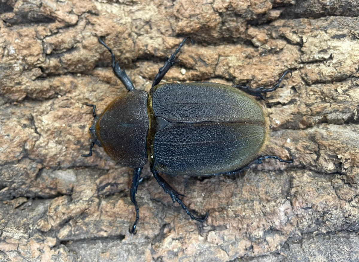 DH.ヘラクレスオオカブト