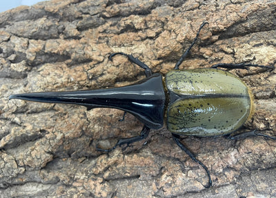 DH.ヘラクレスオオカブト