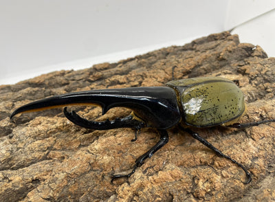 DH.ヘラクレスオオカブト