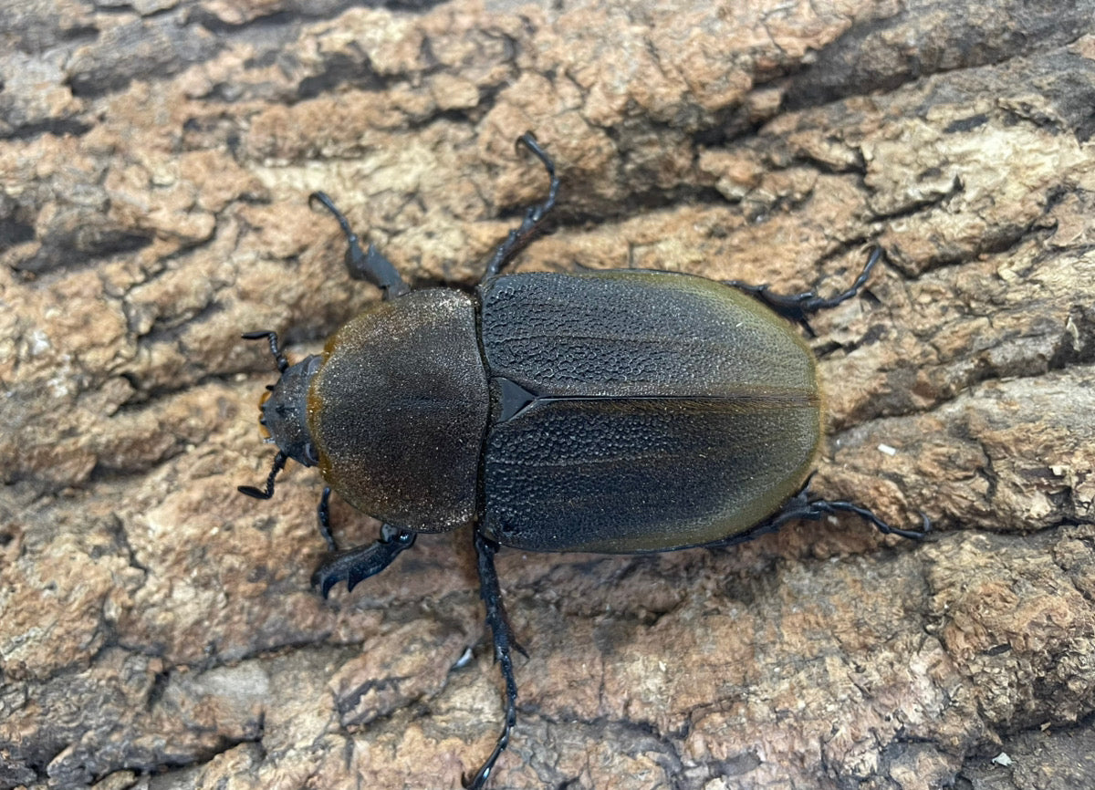 DH.ヘラクレスオオカブト