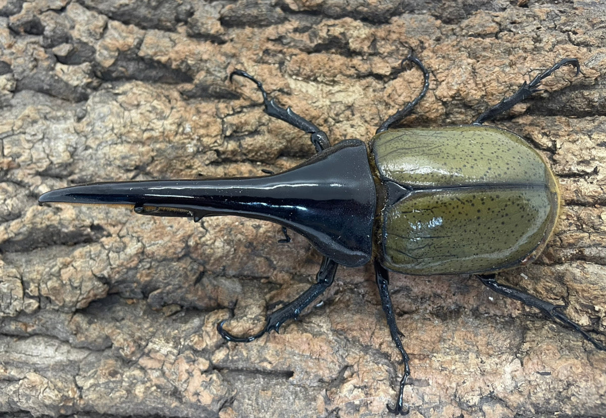 DH.ヘラクレスオオカブト