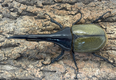 DH.ヘラクレスオオカブト