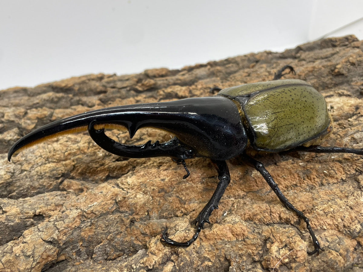 DH.ヘラクレスオオカブト