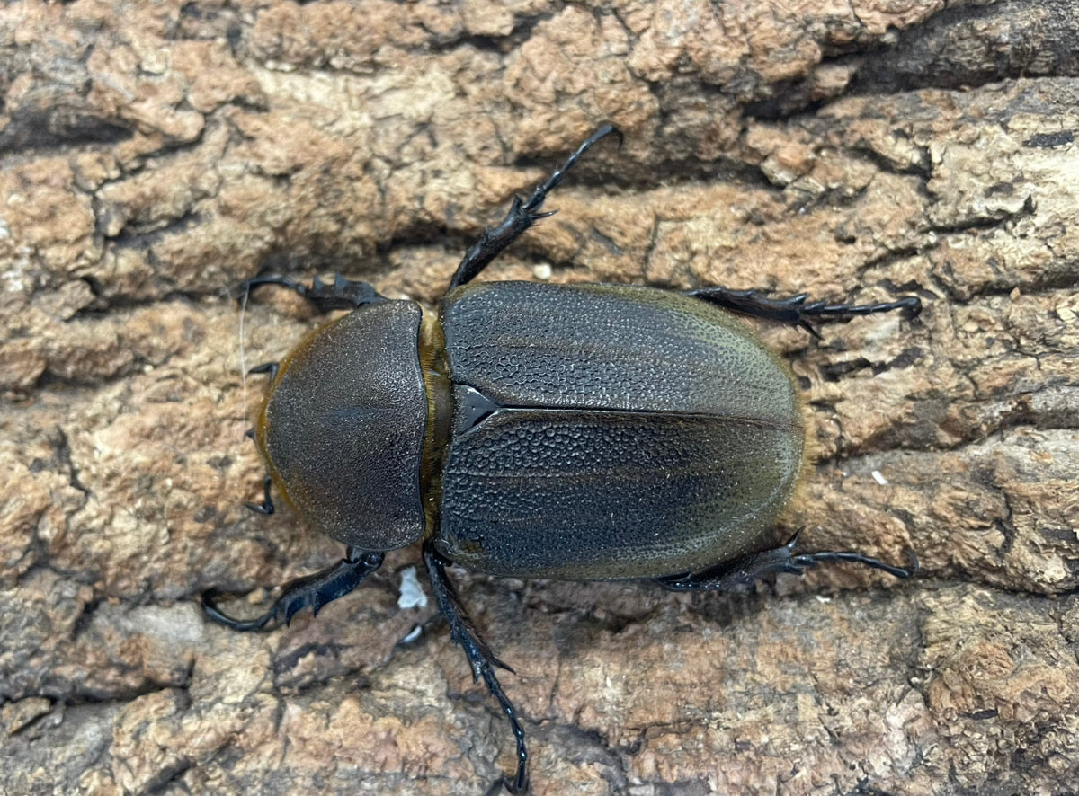 DH.ヘラクレスオオカブト