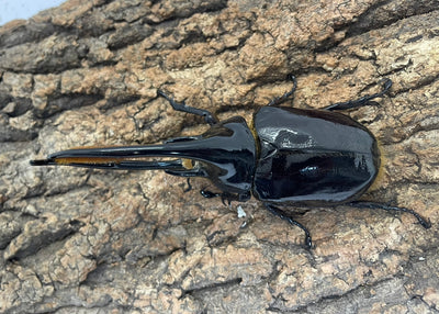 ネプチューンオオカブト