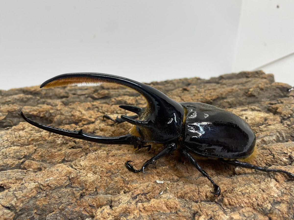 外国産大型カブト系 – INSECT SHOP KMY