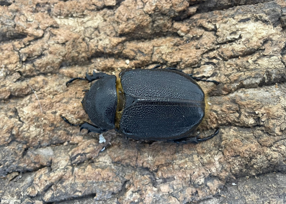 ネプチューンオオカブト