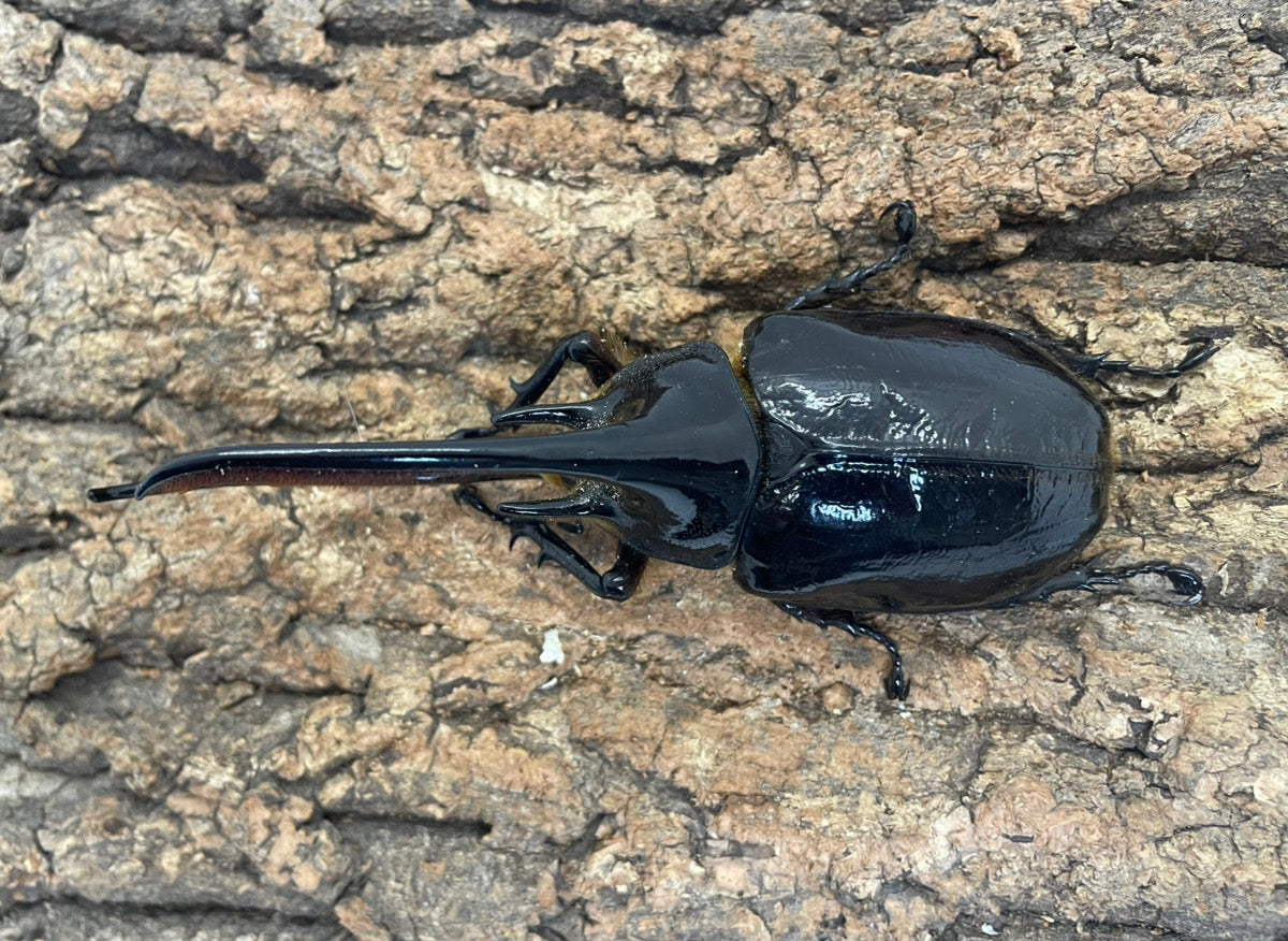 ネプチューンオオカブト