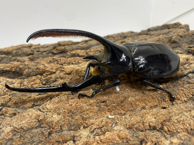 ネプチューンオオカブト