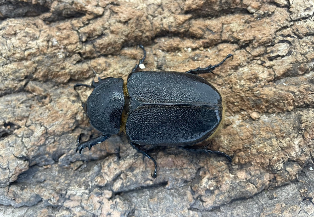 ネプチューンオオカブト