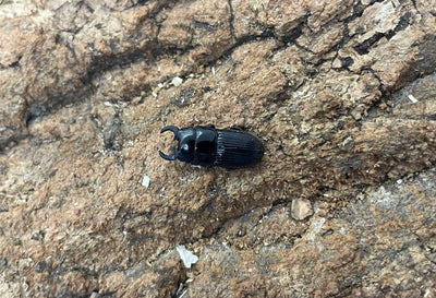 アッチョスネブトクワガタ