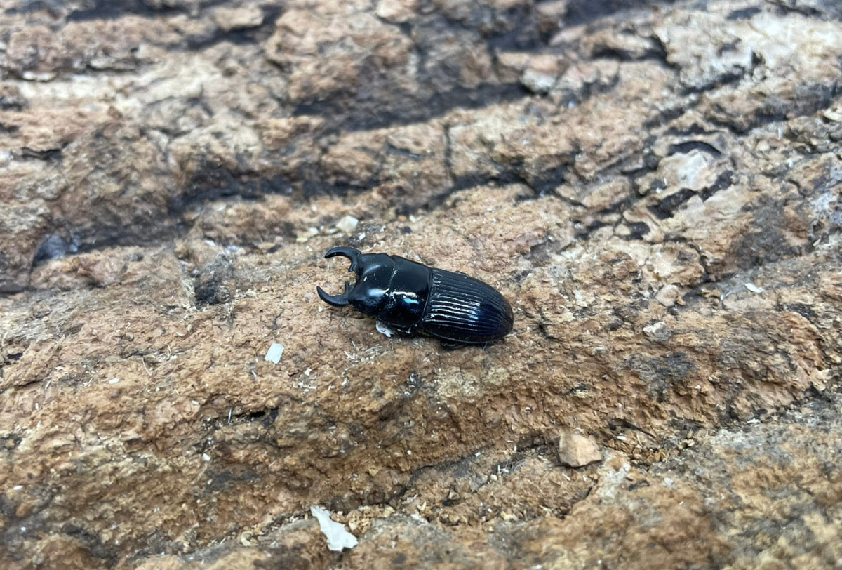 アッチョスネブトクワガタ