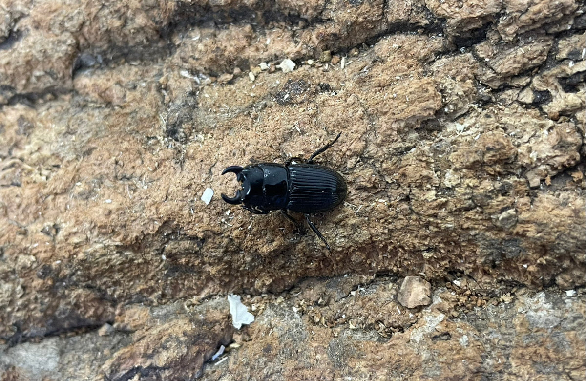 アッチョスネブトクワガタ