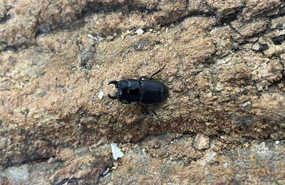 アッチョスネブトクワガタ