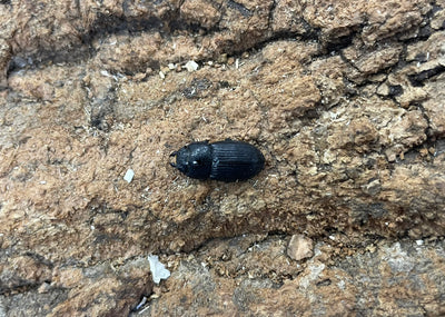 アッチョスネブトクワガタ