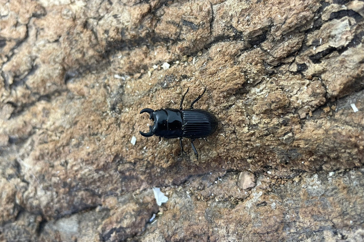 アッチョスネブトクワガタ