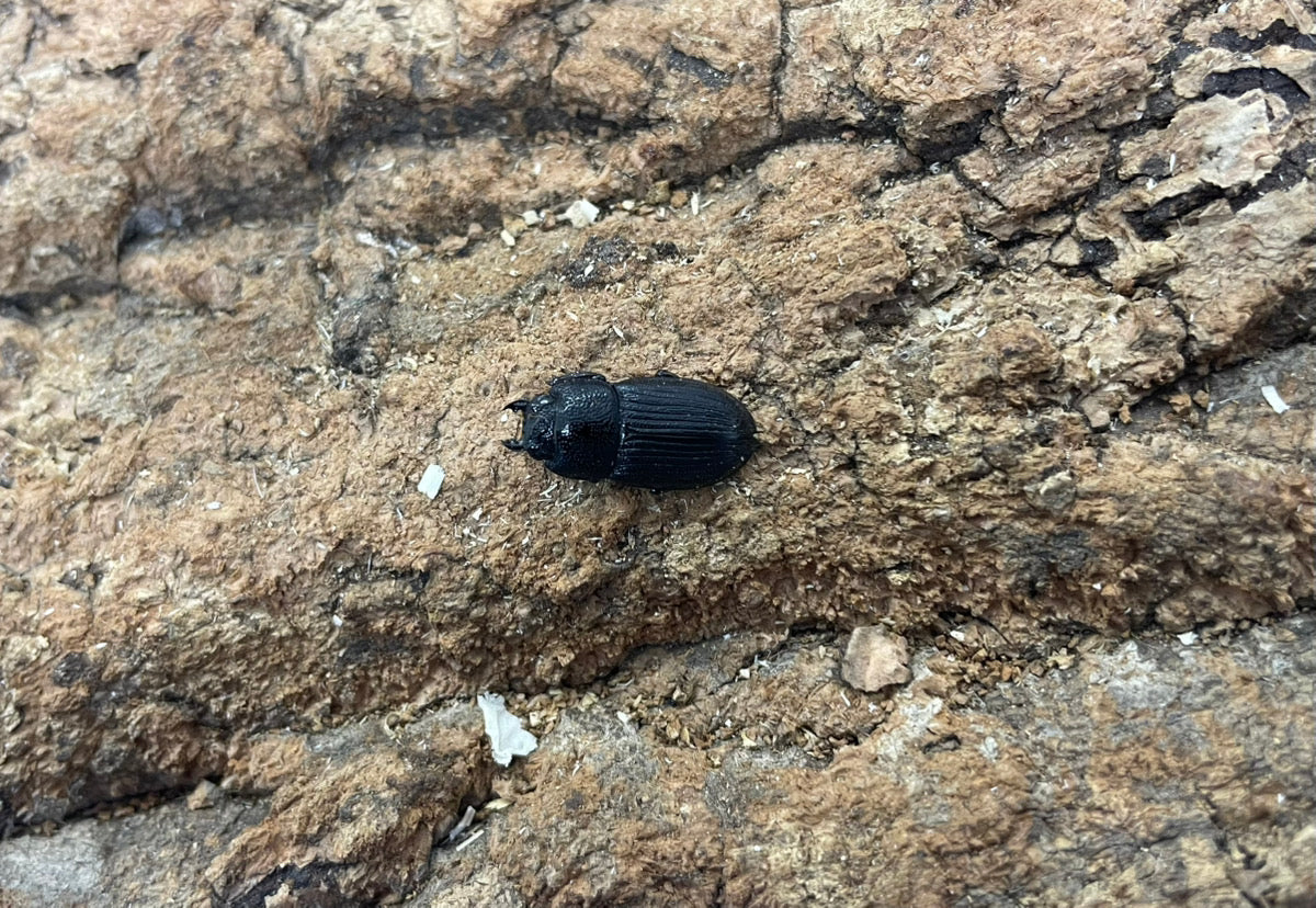 アッチョスネブトクワガタ