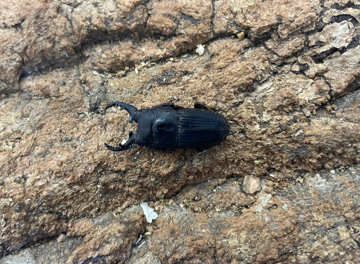 インプリカトゥスネブトクワガタ