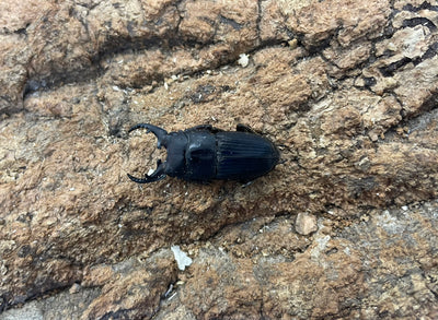 インプリカトゥスネブトクワガタ