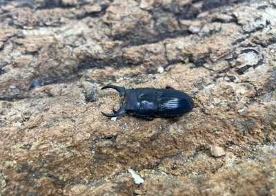 インプリカトゥスネブトクワガタ