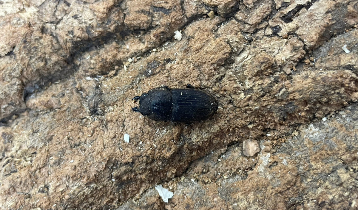 インプリカトゥスネブトクワガタ