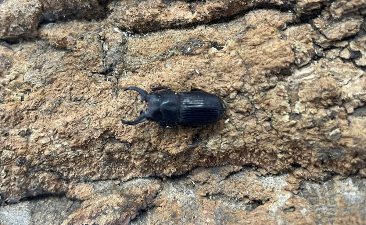 インプレッシコリスネブトクワガタ