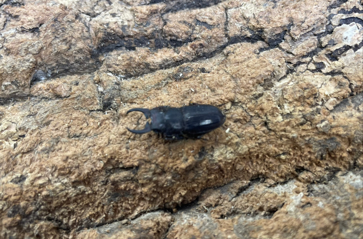 インプレッシコリスネブトクワガタ