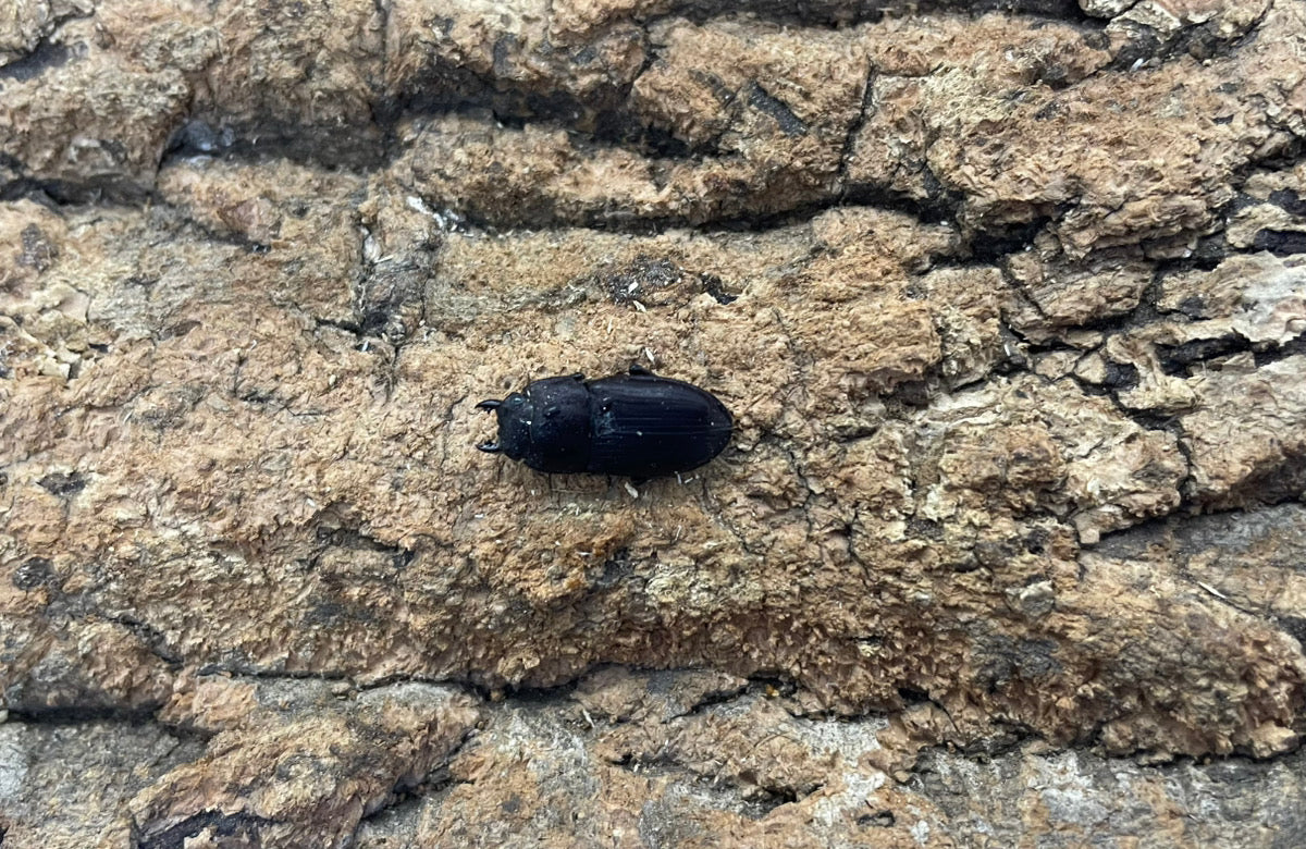 インプレッシコリスネブトクワガタ