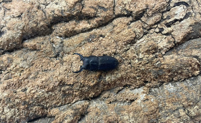 インプレッシコリスネブトクワガタ