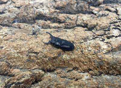 インプレッシコリスネブトクワガタ